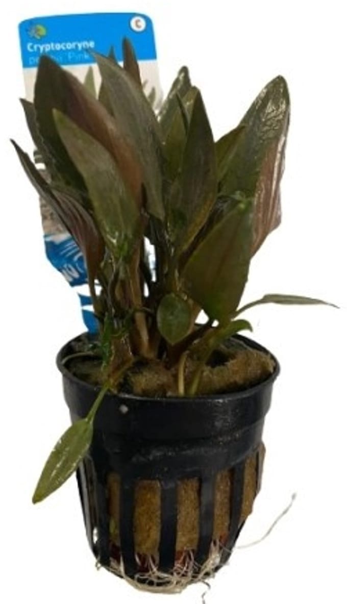 Moerings Cryptocoryne Petchii Pink in 5 cm pot
