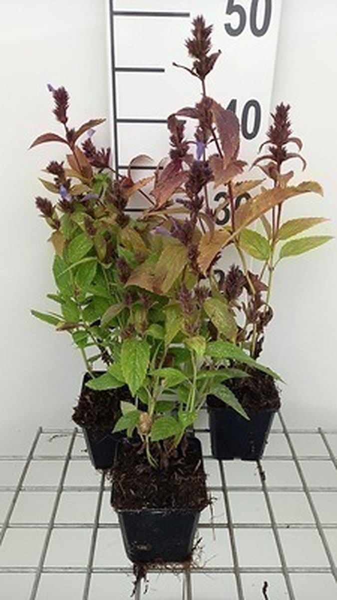 6x Kattekruid - Nepeta subs. 'Laufen' | 9x9 cm pot