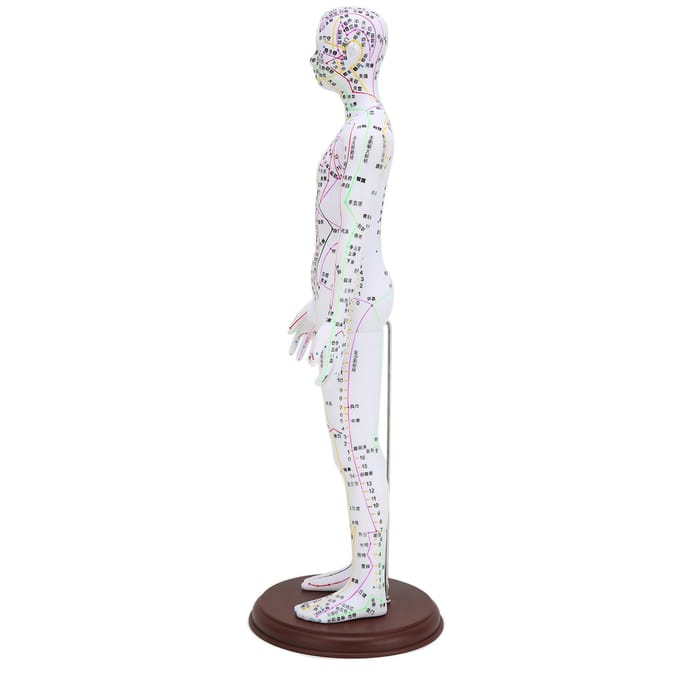60cm acupunctuurmodel menselijk acupunctuurmeridianenmodel met basis acupunctuurnaaldenset white