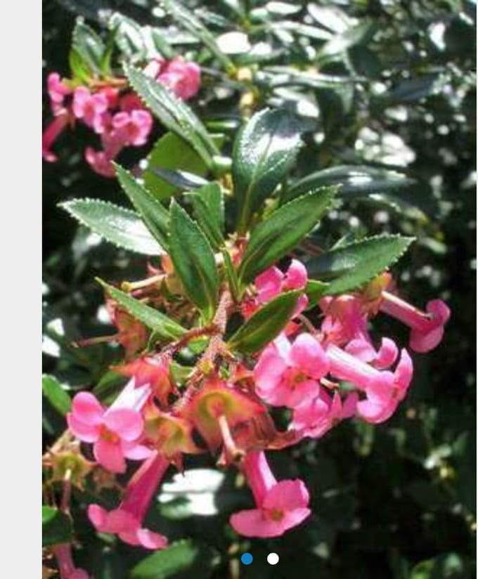 Escallonia rubra 'Macrantha' 40 - 50 cm in pot