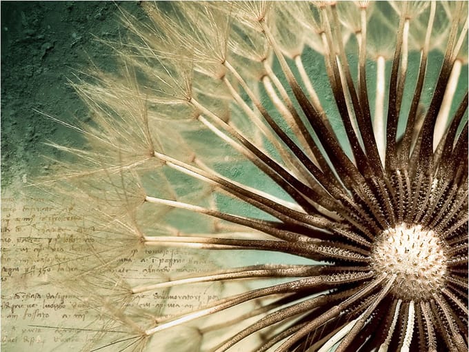 Fotobehang - Focus on dandelion.