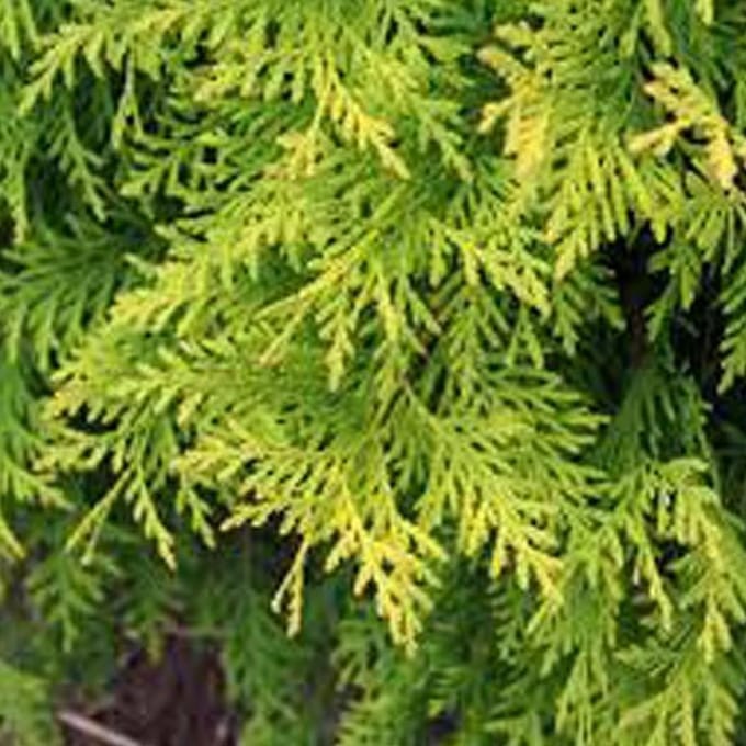 Thuja Orientalis 'Aurea Nana' - Levensboom 25-30 cm pot