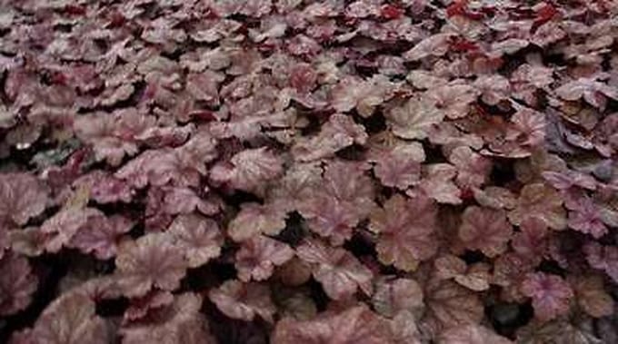 6x Damastbloem - Heuchera hybr. 'Beaujolais' | 9x9 cm pot