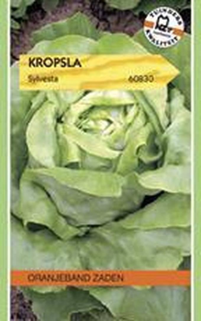 Oranjebandzaden -  Kropsla Sylvesta