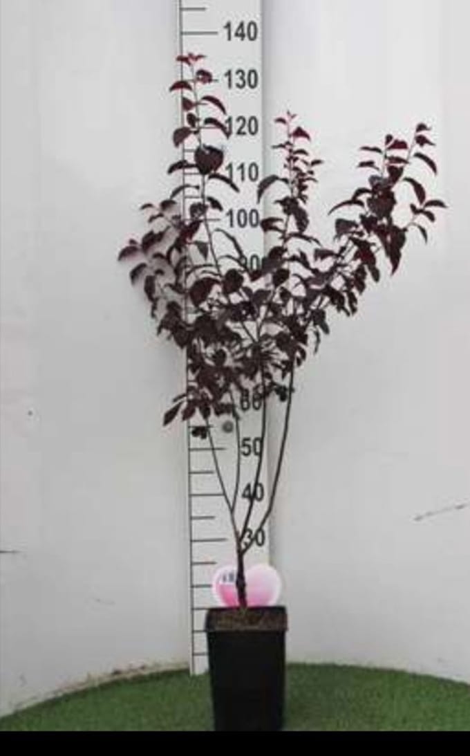Prunus cer. 'Nigra' - Kerspruim , Kroosjespruim 60- 80 cm in pot
