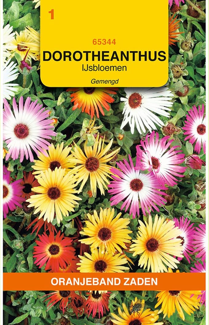 OBZ - bloemzaad - Dorotheanthus, IJsbloemen gemengd