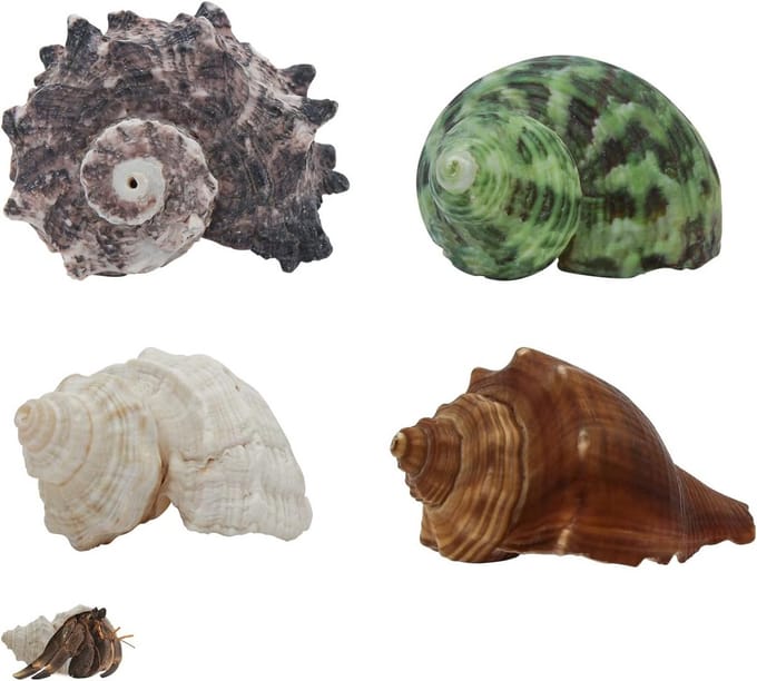 Natuurlijke Schelpen voor Heremietkreeften - Medium tot Groot - 4 Stuks
