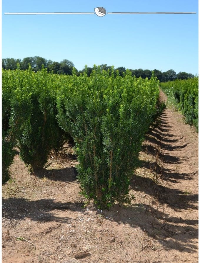 Laurier Prunus Genolia 140-160 cm in Pot, 30x Haagplant