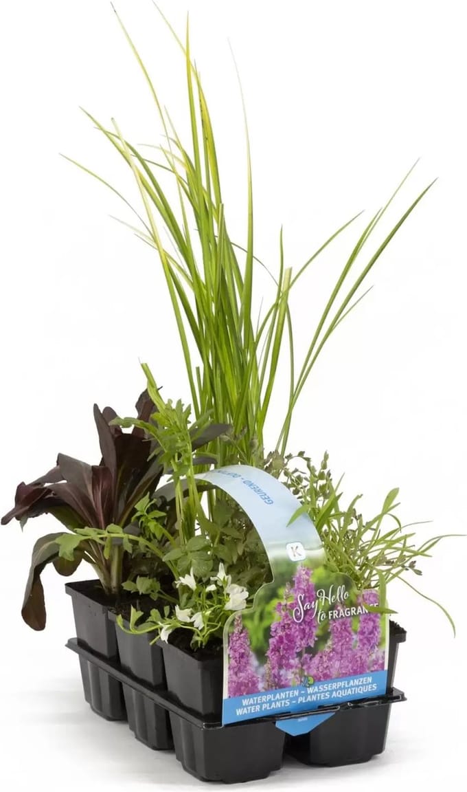 Moerings Geurende Vijverplanten Mix | In Thema Sixpack
