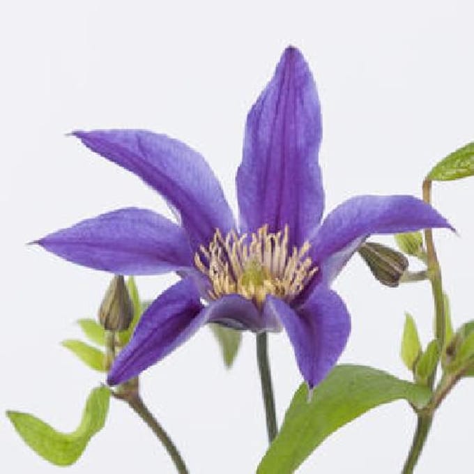 10x Clematis amazing oslo 60cm