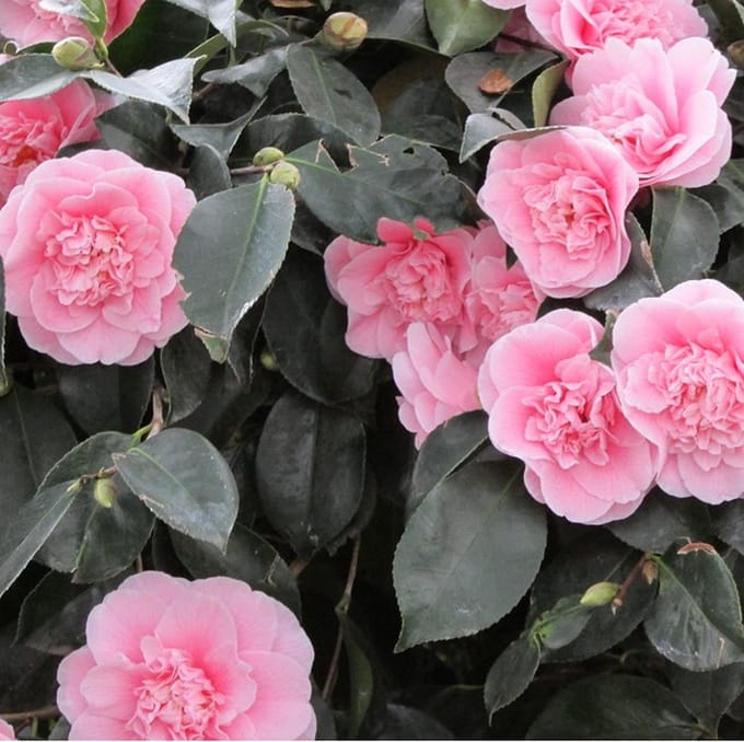 Camelia / Japanse roos - Camellia japonica 'Roze' 50-60 cm