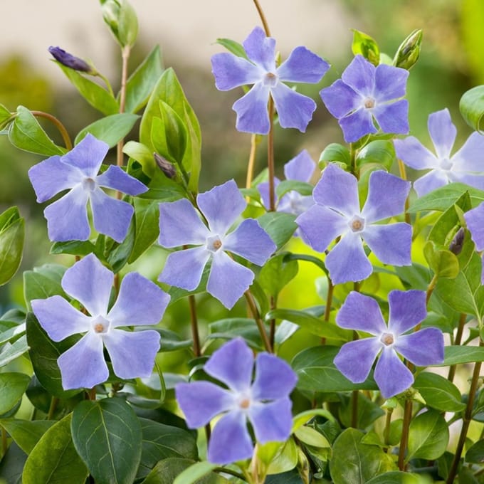 6 x Vinca Major - Maagdenpalm pot 9x9cm