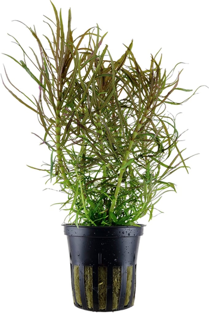 Aquafleur Pogostemon Stellata in 5 cm pot