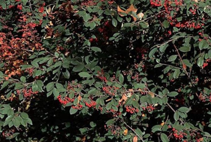 Cotoneaster lacteus - Grootbladige Glasmispel 40 - 60 cm in pot