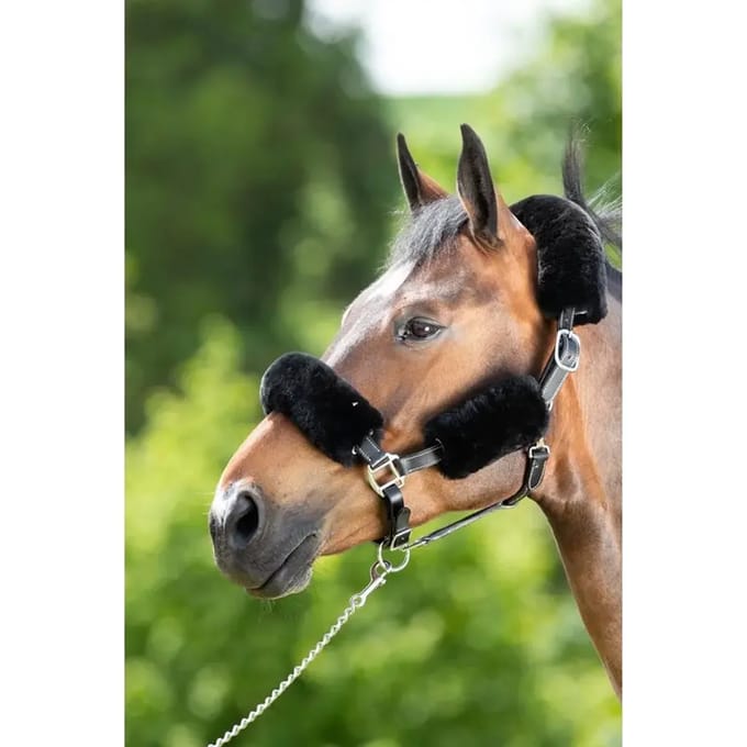 Halter schede HFI