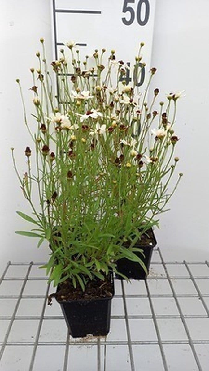 6x Coreopsis - Coreopsis hybr. 'Fools Gold'® | 9x9 cm pot