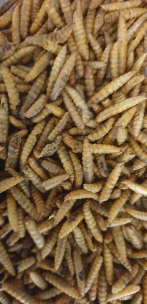 BSF Buddies 100 gram