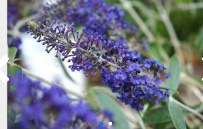 Buddleja davidii ' Adonis Blue' - Vlinderstruik 30 - 40 cm in pot