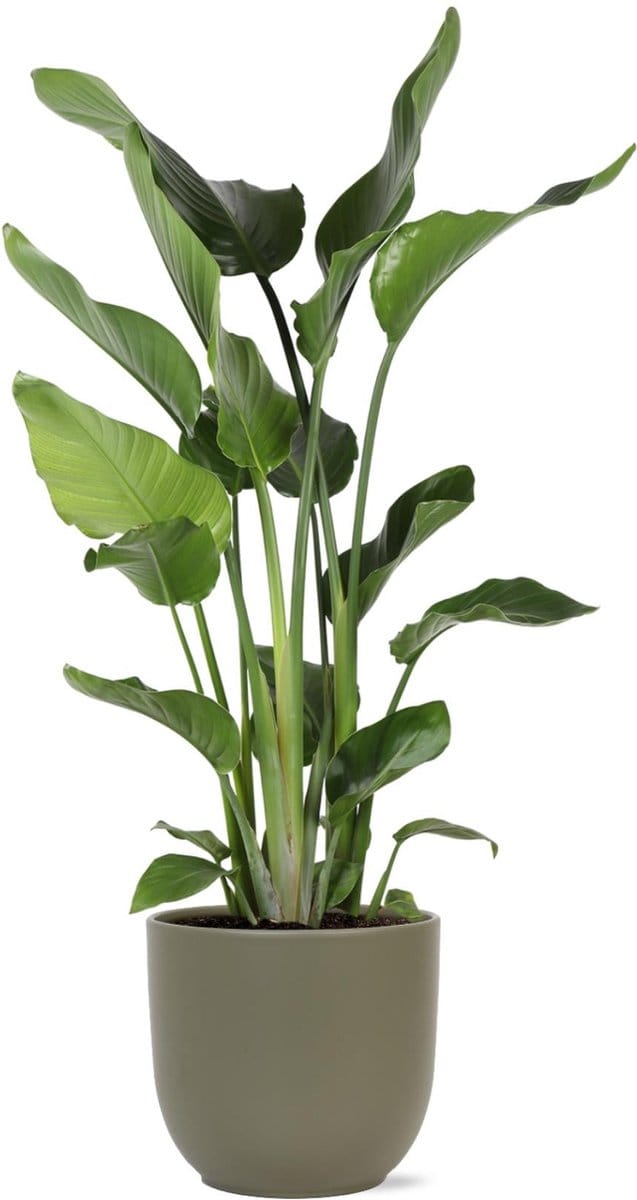 Green Harmony - Strelitzia Nicolai Ø24cm 120cm in Boule OLIJF pot