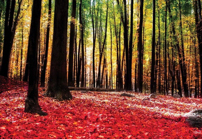 Fotobehang Forest Woods | XL - 208cm x 146cm | 130g/m2 Vlies