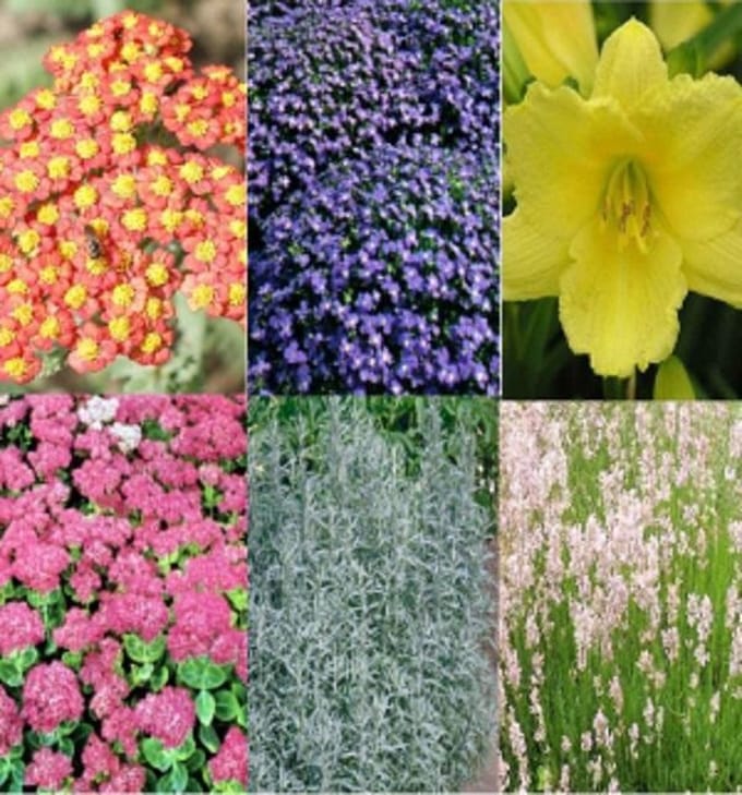 Border Pakket Zon 5 m²: 30 Vaste Planten