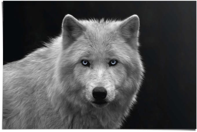 Poster White Wolf - blue eyes - 61 x 91,5 - Papier - REINDERS
