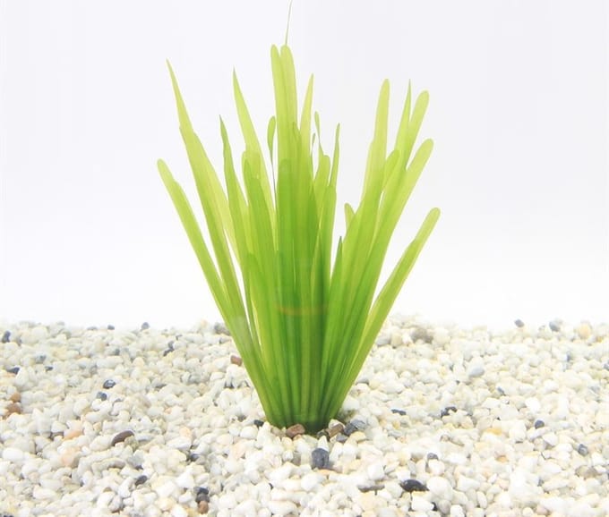 Aquafleur Vallisneria Spiralis | Rechte Vallisneria | In Terracotta Ring