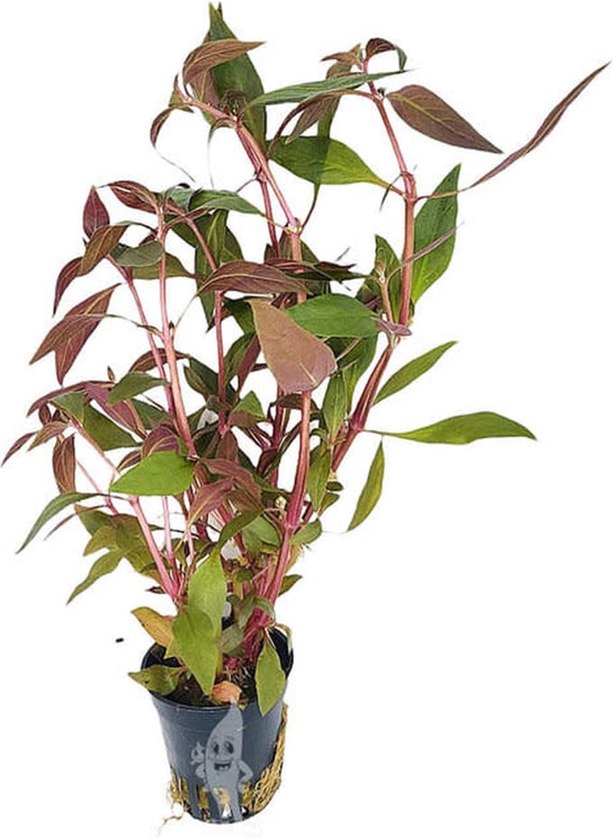 Moerings Alternanthera Rosaefolia | Rood Papegaaienblad | in 5 cm pot