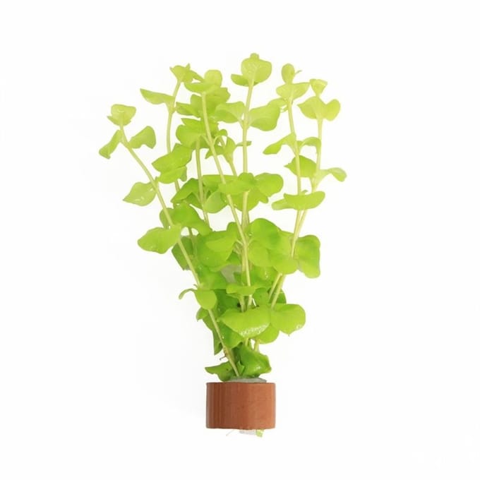 Moerings Lysimachia Aurea | Penningkruid | In Terracotta Ring Waterplant