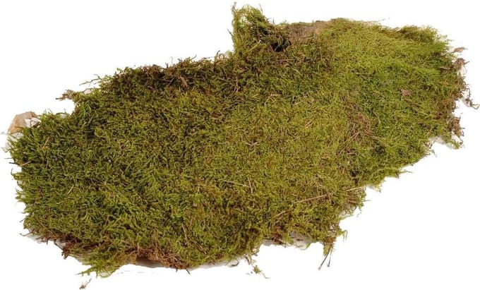HBX natural living mos decoratie Hobby Flat Moss 80 gram groen.