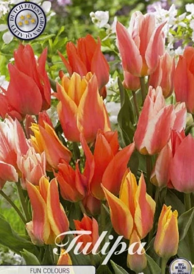 Dutch Finest Quality bloembollen - Tulpen Tulp Greigii Fun Colours x10 12/+s