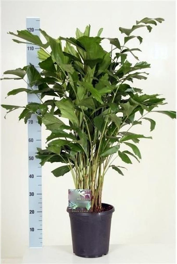 Caryota Mitis 120cm hoog potmaat Ø24cm