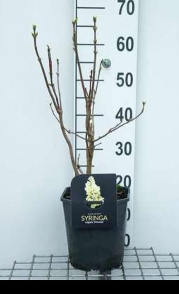 Syringa vulg. 'Primrose' ('sterntaler/y. wonder') - Sering 50- 60 cm in pot