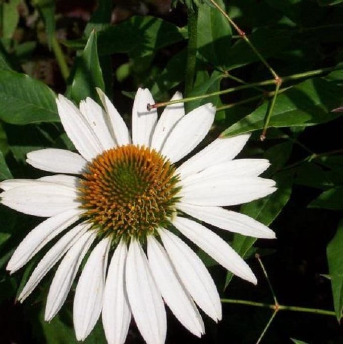 6 x Echinacea Purpurea 'White Swan' - Zonnehoed pot 9x9cm