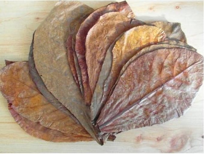 Catappa Bladeren (100 stuks)