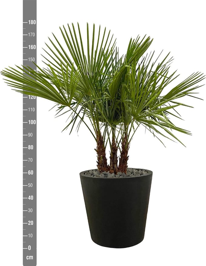 Trachycarpus multi stam - 180cm- Ø45