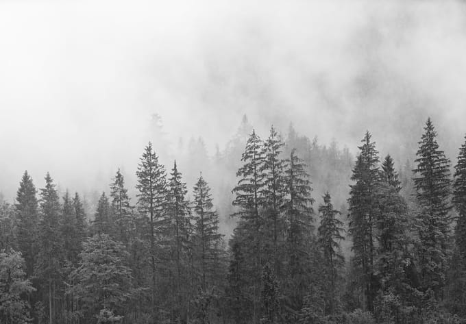 Fotobehang Bos in de Mist XXL – posterbehang – 368 x 254 cm – Zwart Wit