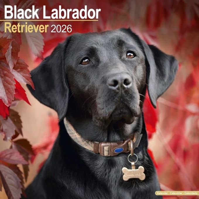 Labrador Retriever Zwart Kalender 2026