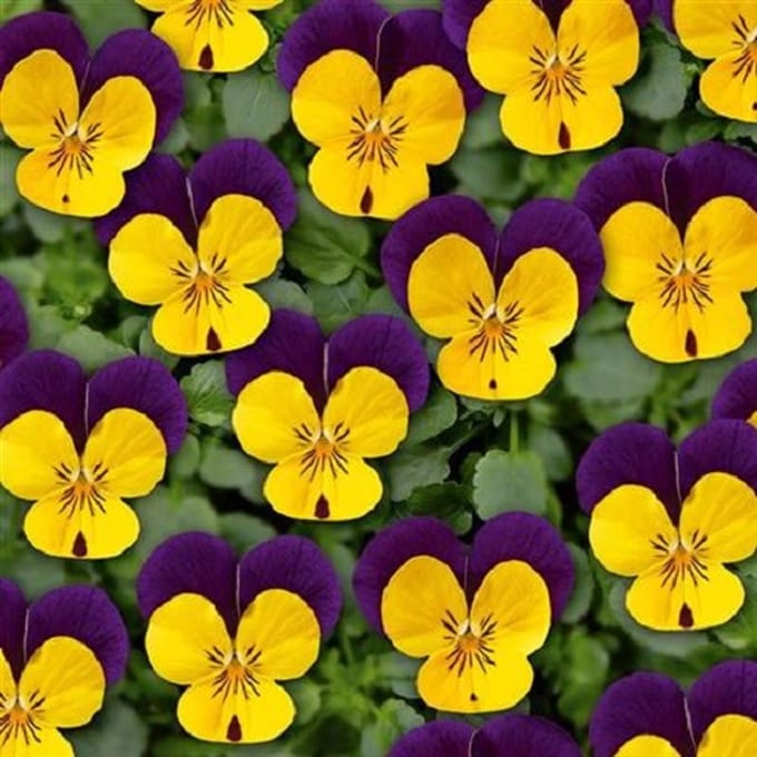 Violen Ice Babies® Yellow Purple Wing F1