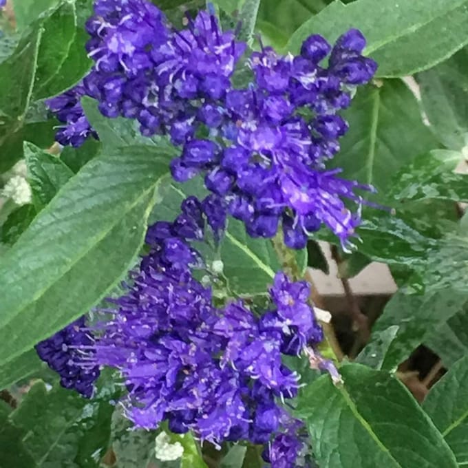 Caryopteris Clandonensis 'Heavenly Blue' - Blauwe spirea 50-60 cm pot