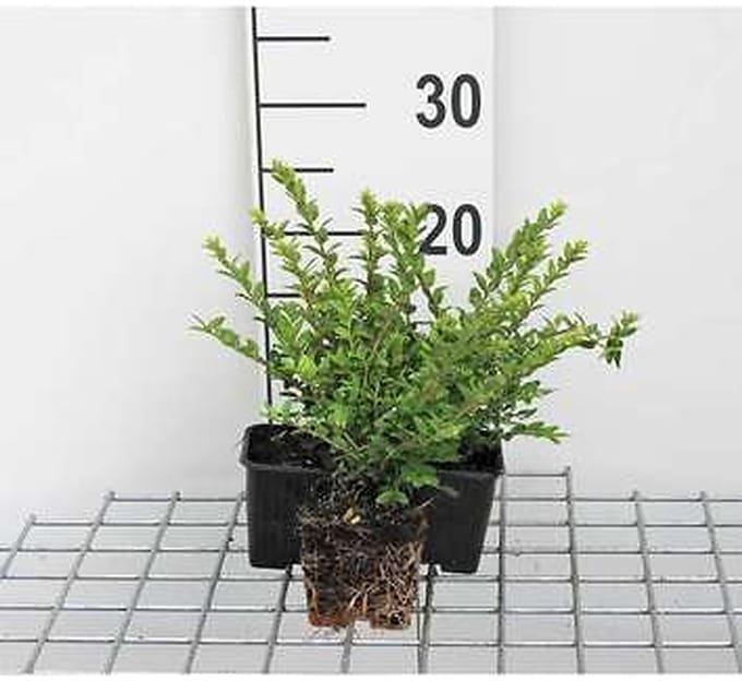 12x Chinese Kamperfoelie - Lonicera nit. 'Maigruen' | 9x9 cm pot