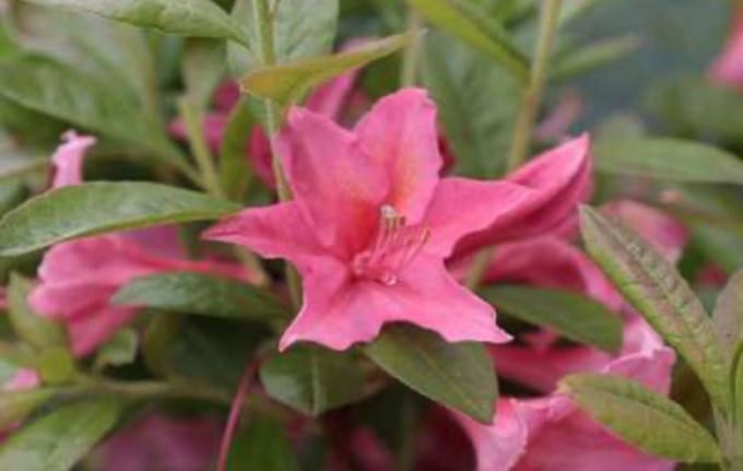 Azalea 'Knaphill Rose' - Azalea 40- 50 cm in pot