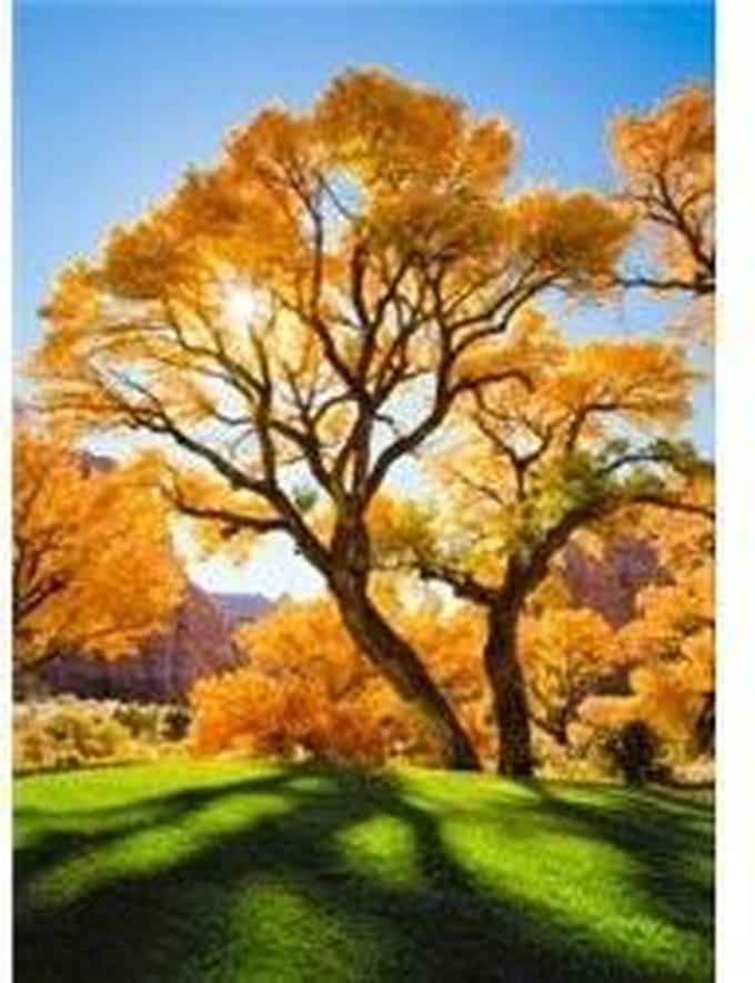DiamondPainting Herfstboom 40x50
