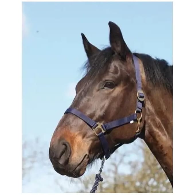 Nylon paardenhalster HorseGuard