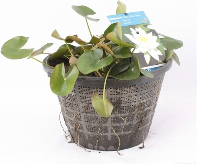 Moerings Standaard Witte Waterlelie | In 40CM mand