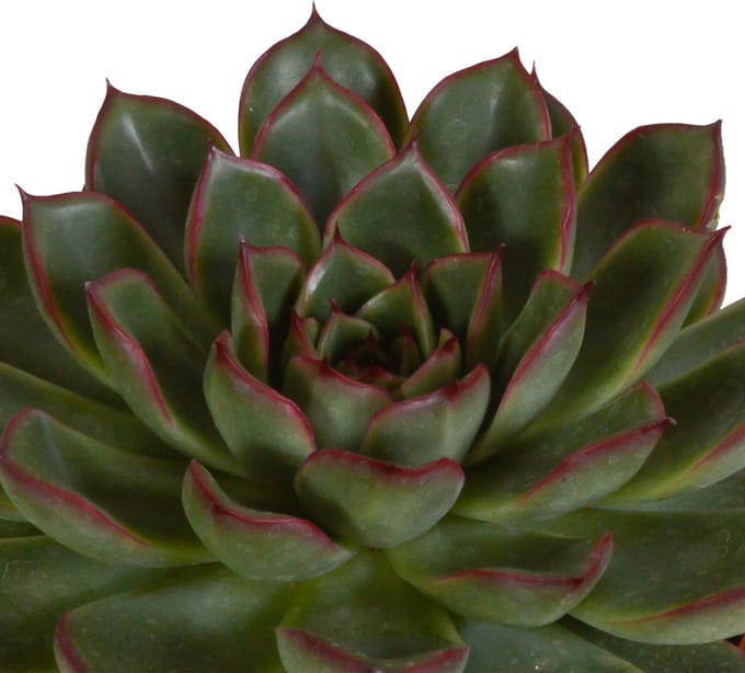 Echeveria mix 10,5 cm | 3 stuks