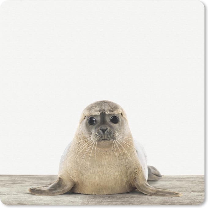 Muismat 20x20 cm - Mousepad Dieren - Zeehond - Wit - Muismatten