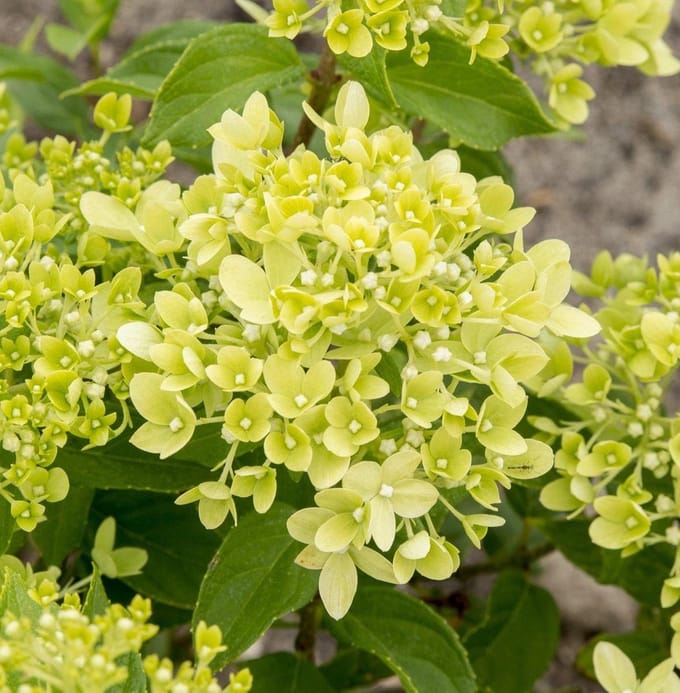 4x Hydrangea paniculata 'Little Lime' - Hortensia met pluimbloem in 3 liter pot