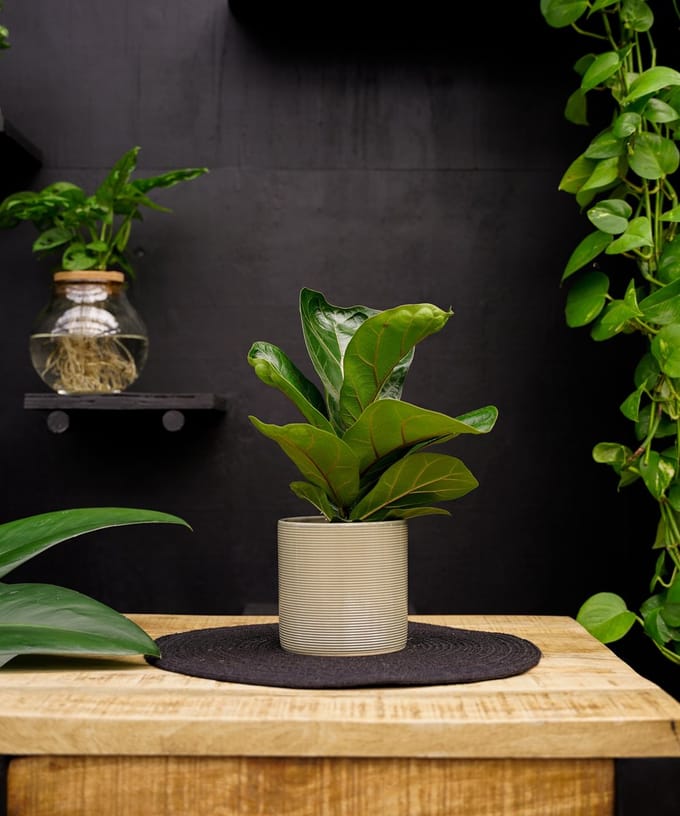 Ficus Lyrata Bambino | 35cm | met gebroken witte keramieken pot