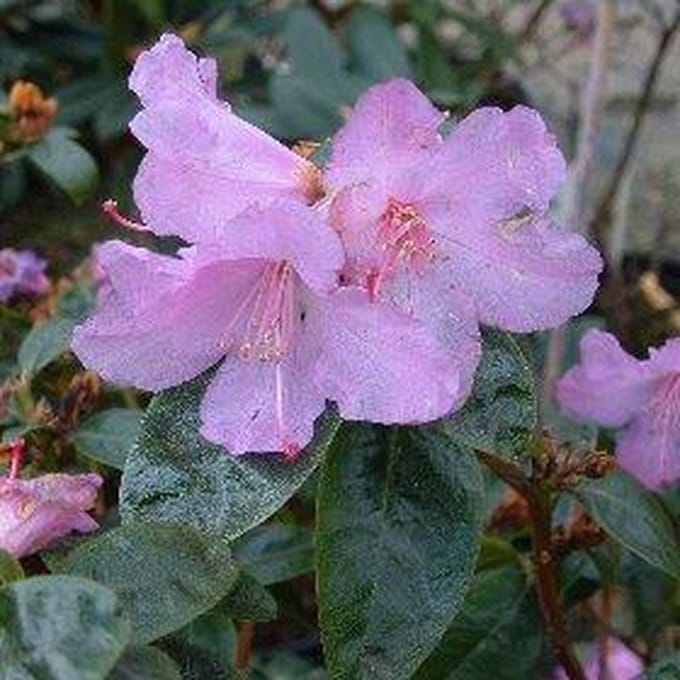 Rhododendron 'Praecox' 30-40 cm in pot